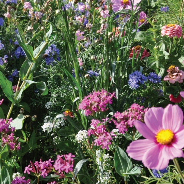 Semences Prairie Fleurie Tom Pouce pastel