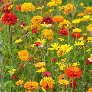 Semences Prairie Fleurie Tom Pouce prestige