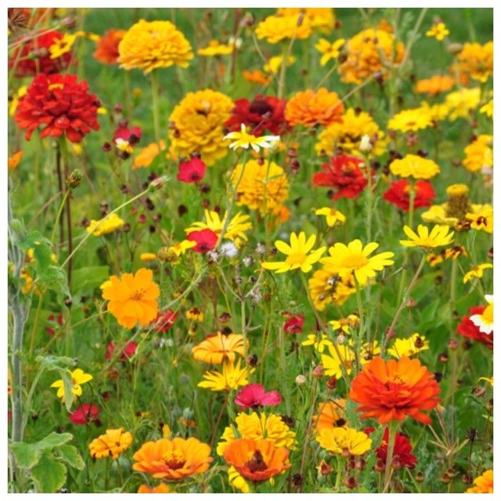 Semences Prairie Fleurie Tom Pouce prestige