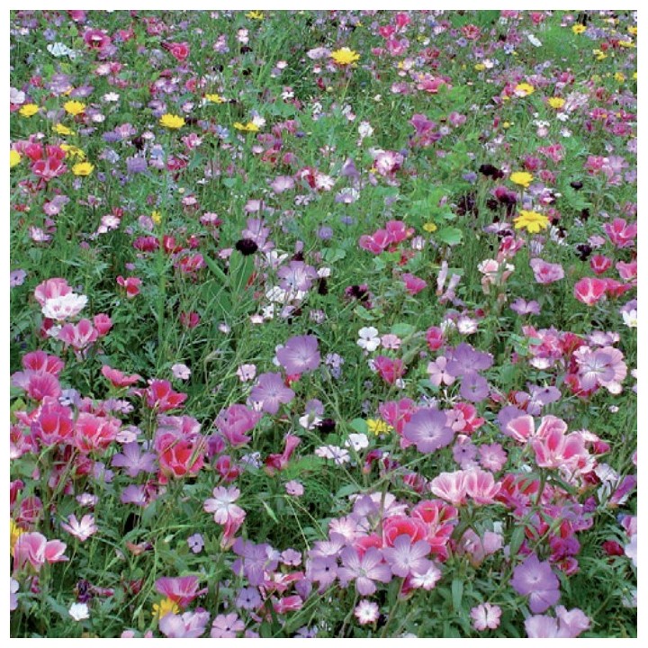 Semences Prairie Fleurie Sérénade