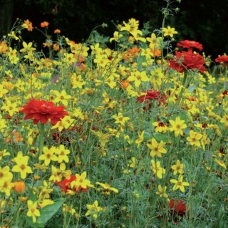 Semences Prairie Fleurie Prestige