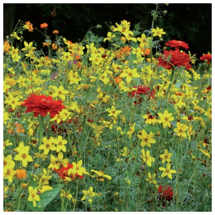 Semences Prairie Fleurie Prestige