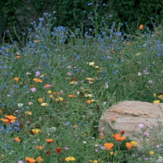 Semences Prairie Fleurie Tom pouce rocaille