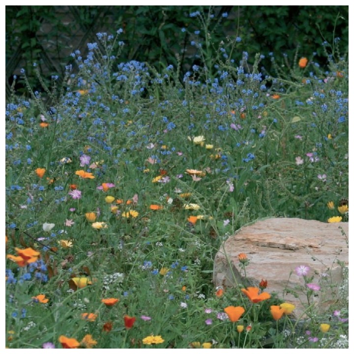 Semences Prairie Fleurie Tom pouce rocaille