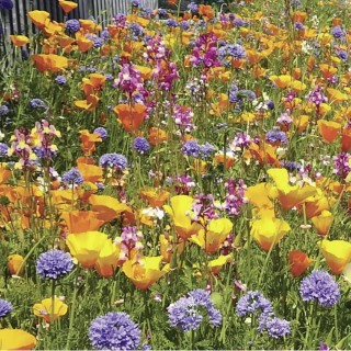 Semences Prairie Fleurie Tom pouce vivaces