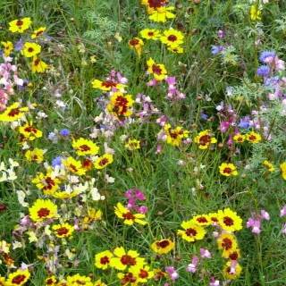 Semences Prairie Fleurie Pérennis