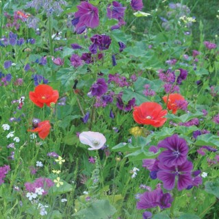 Semences Prairie Fleurie Equinoxe