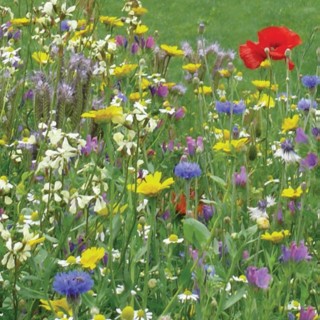 Semences Prairie Fleurie Tinctoriales