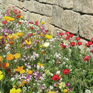 Semences Prairie Fleurie Bio Couv'Pied de mur