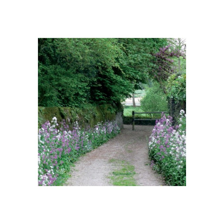 Semences Prairie Fleurie Zone ombrée