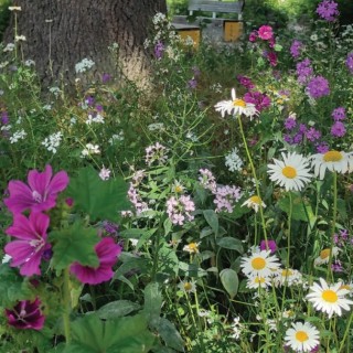Semences Prairie Fleurie Zone ombrée