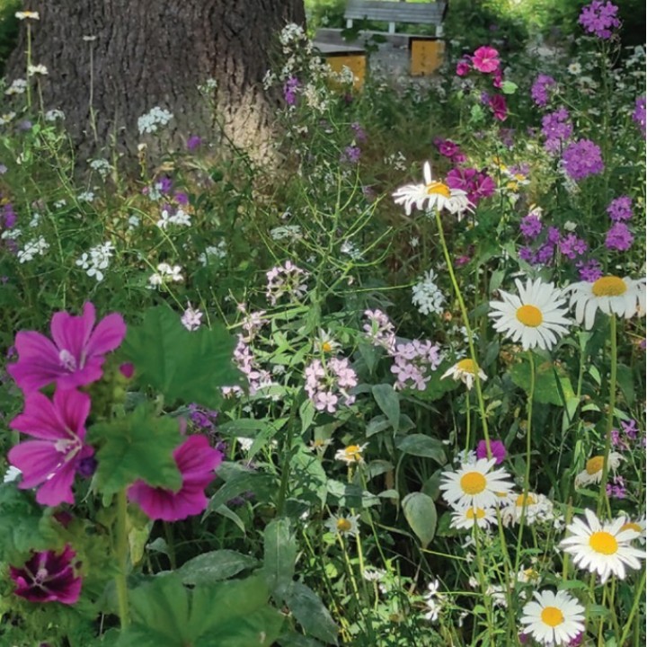 Semences Prairie Fleurie Zone ombrée