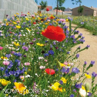 Semences Prairie Fleurie Nov'aride