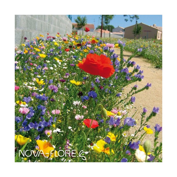 Semences Prairie Fleurie Nov'aride