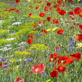 Semences Prairie Fleurie PBI