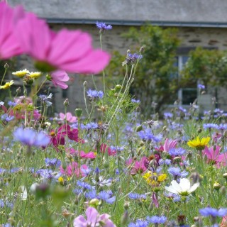 Semences Prairie Fleurie Papillons annuelles