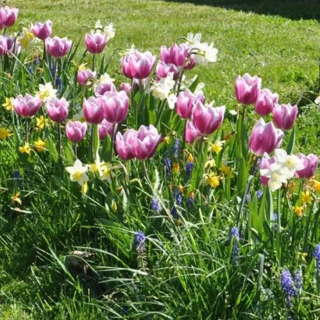 Bulbes Mélange MASSI'FLORE Céleste Les 100