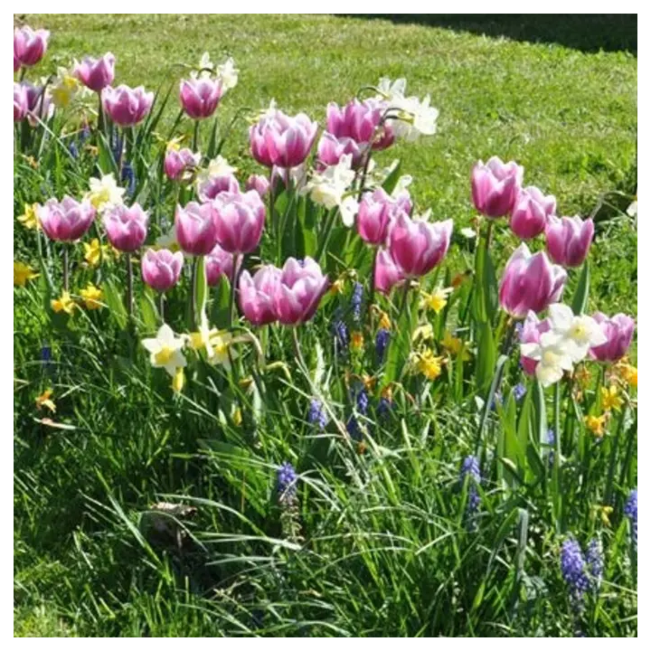 Bulbes Mélange MASSI'FLORE Céleste Les 100