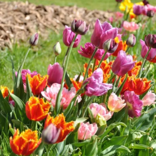 Bulbes Mélange MASSI'FLORE Hennebont Les 100