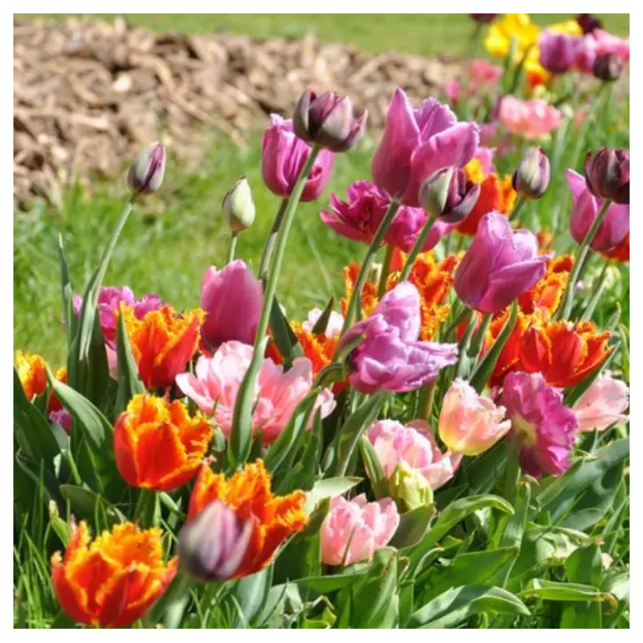 Bulbes Mélange MASSI'FLORE Hennebont Les 100