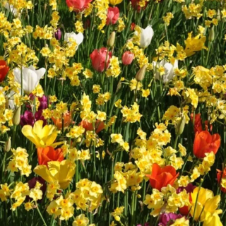 Bulbes Mélange MASSI'FLORE Condor Les 100