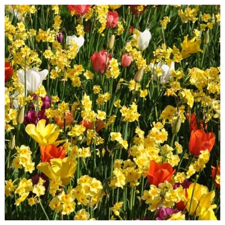 Bulbes Mélange MASSI'FLORE Condor Les 100