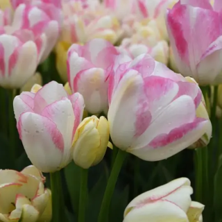 Bulbes Tulipe Triomphe GRACELAND 12/+  Les 100