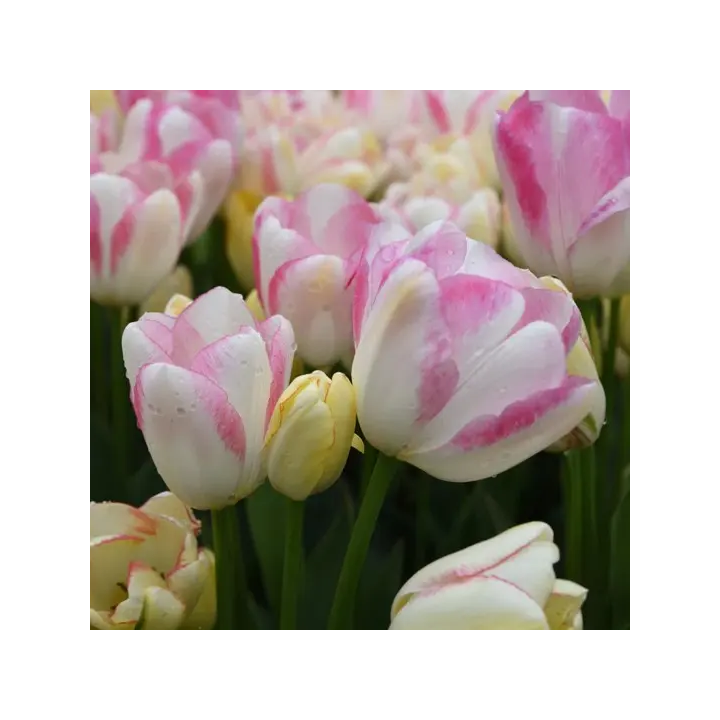 Bulbes Tulipe Triomphe GRACELAND 12/+  Les 100
