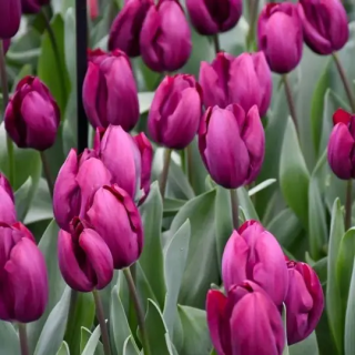 Bulbes Tulipe Triomphe ROESKA 11/12  Les 100