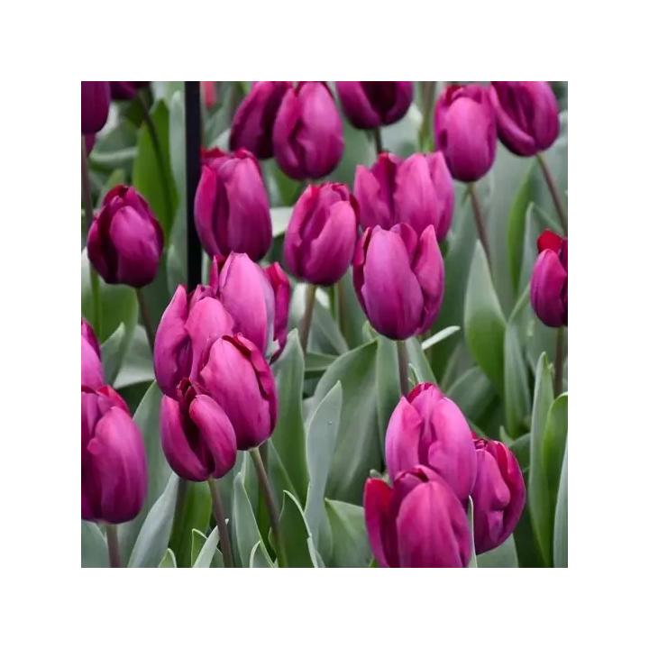 Bulbes Tulipe Triomphe ROESKA 11/12  Les 100