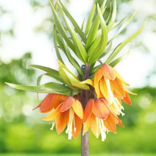 Bulbes Fritillaires Imperial Early Fantasy-Naturalisable-20/+ Les 10