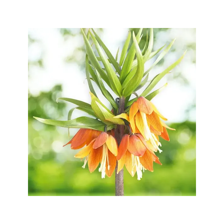 Bulbes Fritillaires Imperial Early Fantasy-Naturalisable-20/+ Les 10
