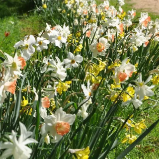 Bulbes Mélange MECA'FLORE JAZZY Les 1000