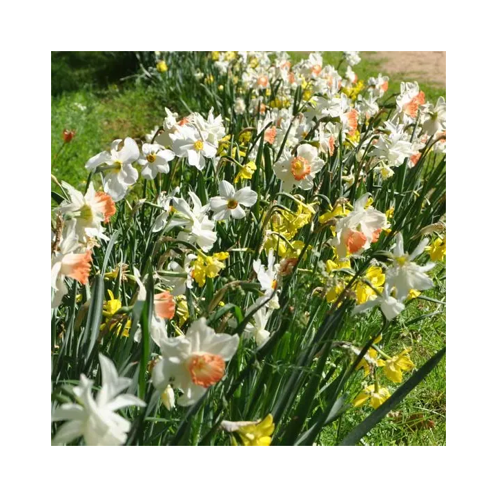 Bulbes Mélange MECA'FLORE JAZZY Les 1000