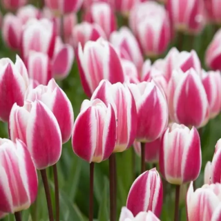 Bulbes Tulipe Triomphe Early Surprise 12/+  Les 100