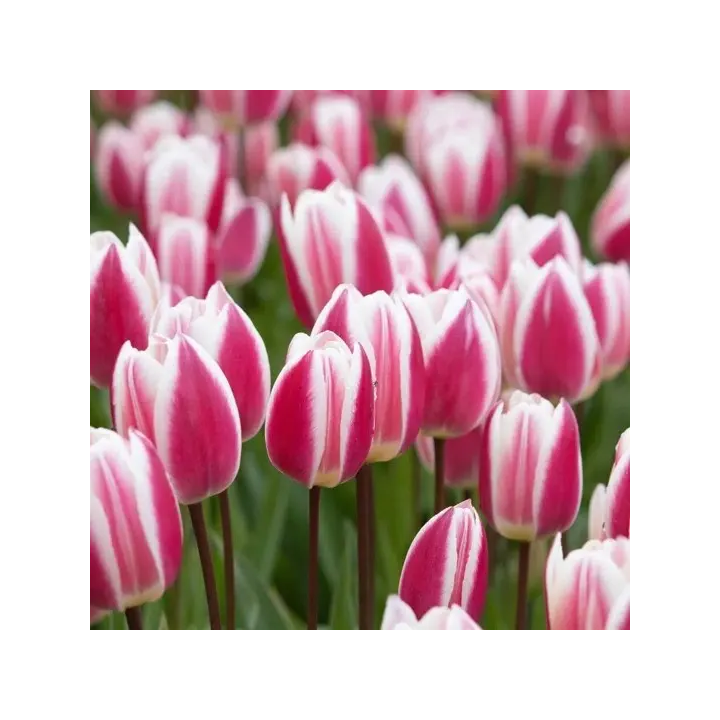 Bulbes Tulipe Triomphe Early Surprise 12/+  Les 100