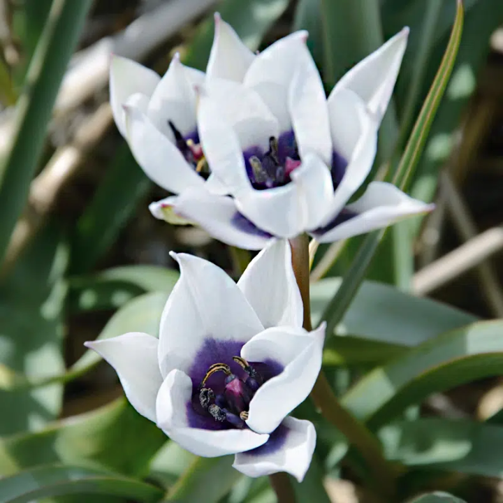 Bulbes Tulipe Botanique Humilis alba coerulea oculata