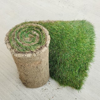 Gazon en rouleau classique agrément le m2 (pour jardin particulier)
