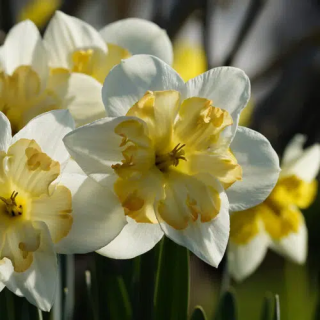 Bulbes Narcisses Cassata cal 12-14 les 100