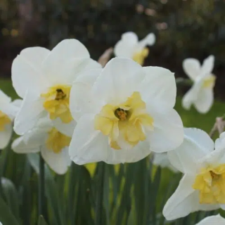 Bulbes Narcisses Papillon Blanc cal 14-16 les 100