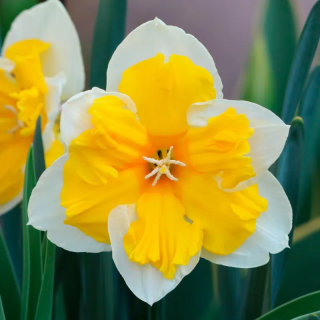 Bulbes Narcisses Orangery cal 14-16 les 100