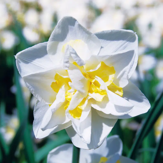 Bulbes Narcisses White Lion cal 14/+ les 100