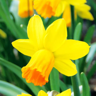 Bulbes Narcisses Jetfire cal 12-14 les 100