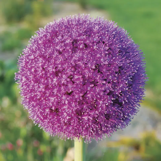 Bulbes Allium Giganteum cal 20/+ les 10