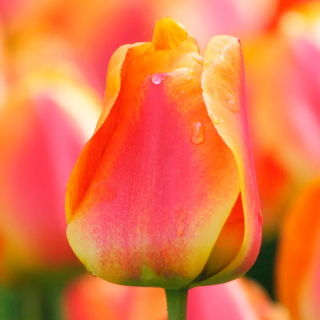 Bulbes Tulipe Darwin Hybride Apeldoorn’s Elite 12/+