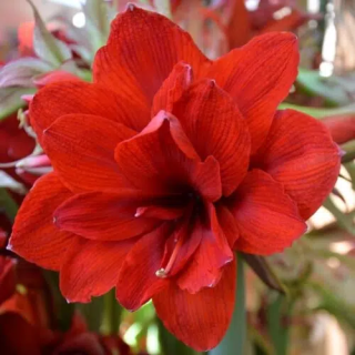 Bulbes Amaryllis Double King 32/34 les 10