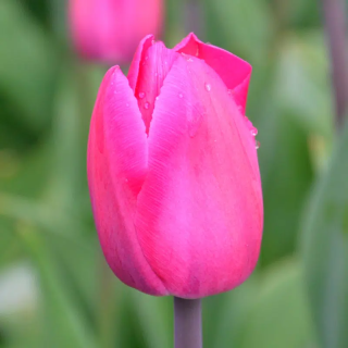 Bulbes Tulipes Barcelone cal 12/+ les 100