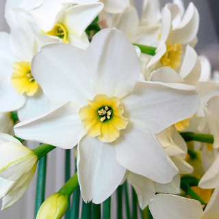 Bulbes Narcisses Lieke cal 12/+ les 50