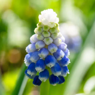 Bulbes Muscari Touch of Snow cal 05/+ les 125