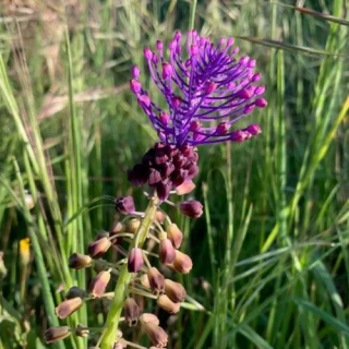 Bulbes Muscari Comosum cal 08/+ les 125